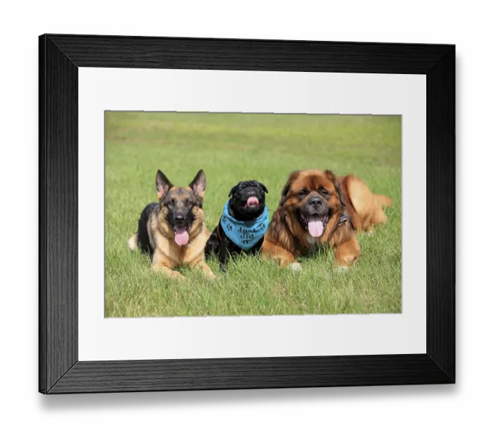Framed Print : German Shepherd Dog, Pug and German Shepherd Dog