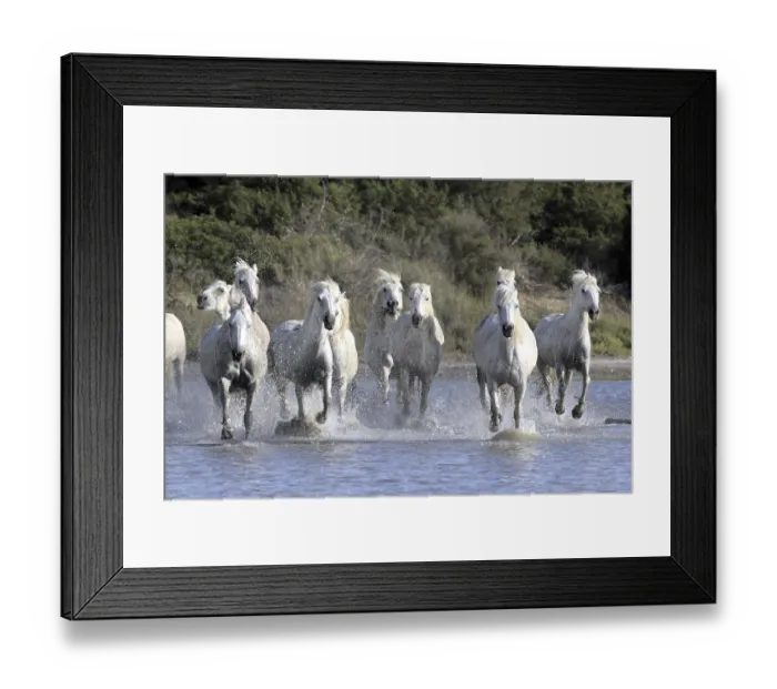 Framed Print : Camargue horses run through water