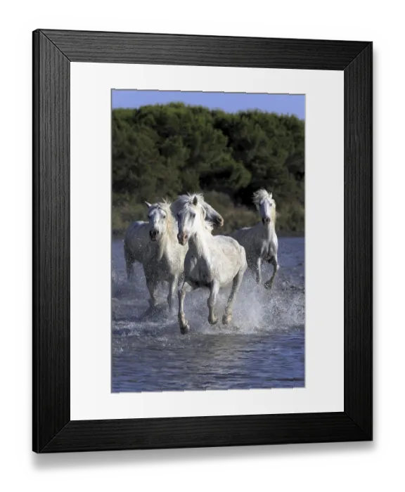 Framed Print : Camargue horses run through water