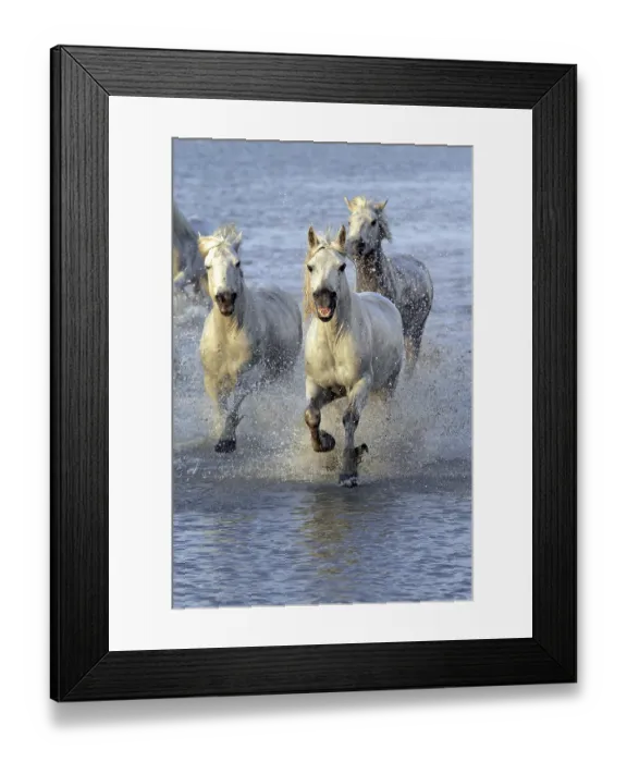Framed Print : Camargue horses run through water Framed Print : Camargue horses run through water