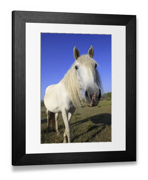 Framed Print : Mare, Camargue, South of France