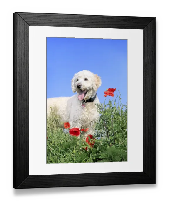 Framed Print : Labradoodle, male (Labrador x Standard Poodle cross)