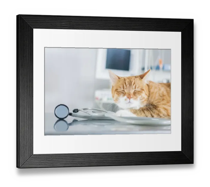 Framed Print : Portrait of a funny ginger cat on the table in the operating room Framed Print : Portrait of a funny ginger cat on the table in the operating room