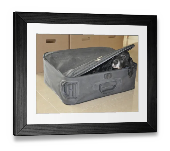 Framed Print : Cocker spaniel Dog Hiding in a Suitcase
