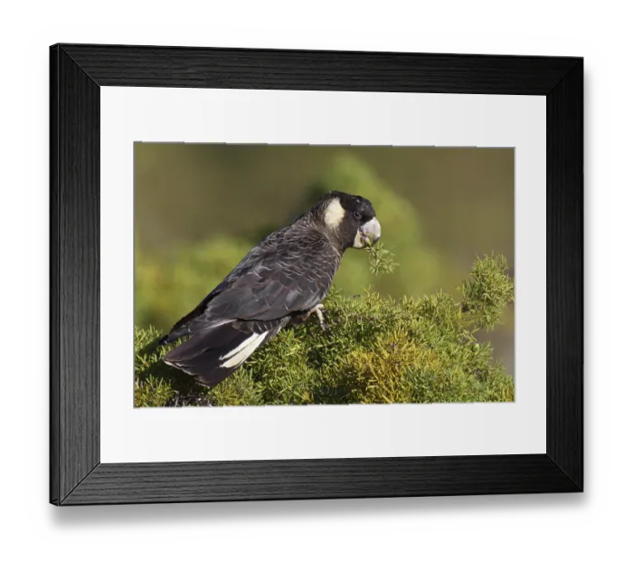 Framed Print : Carnaby's Black Cockatoo (Calyptorhynchus latirostris) Framed Print : Carnaby's Black Cockatoo (Calyptorhynchus latirostris)