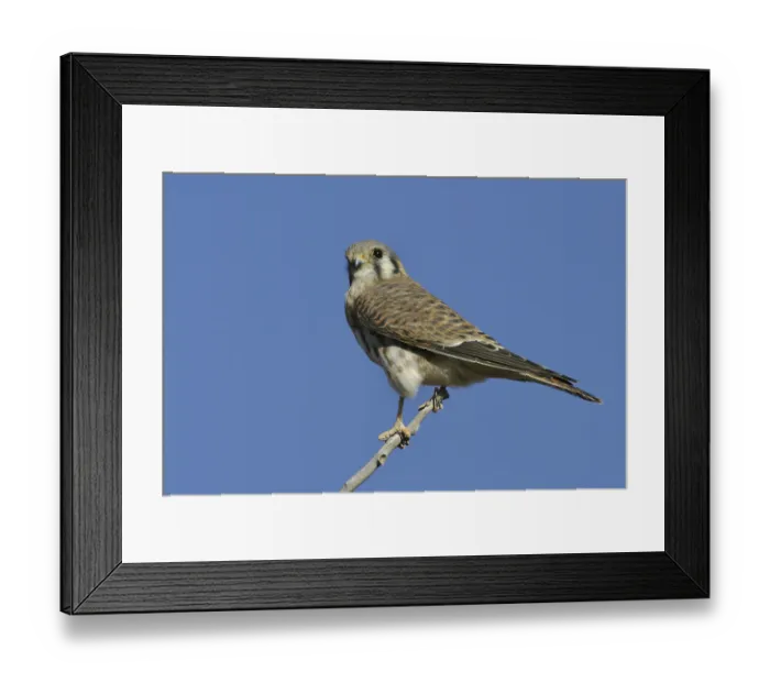 Framed Print : American Kestrel (Falco sparverius)
