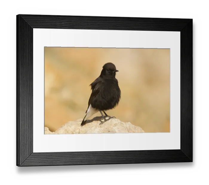 Framed Print : Black Wheatear (Oenanthe leucura) male