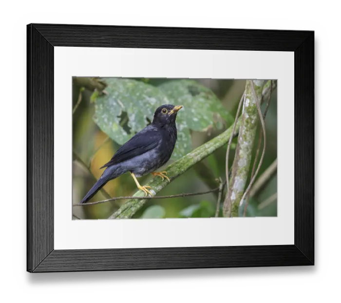 Framed Print : Yellow-legged Thrush (Turdus flavipes) perched on a branch in the Atlantic rainforest of southeast Brazil