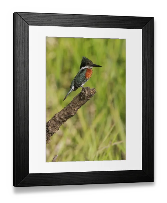 Framed Print : Green Kingfisher (Chloroceryle americana) perched on a branch in Manu National Park