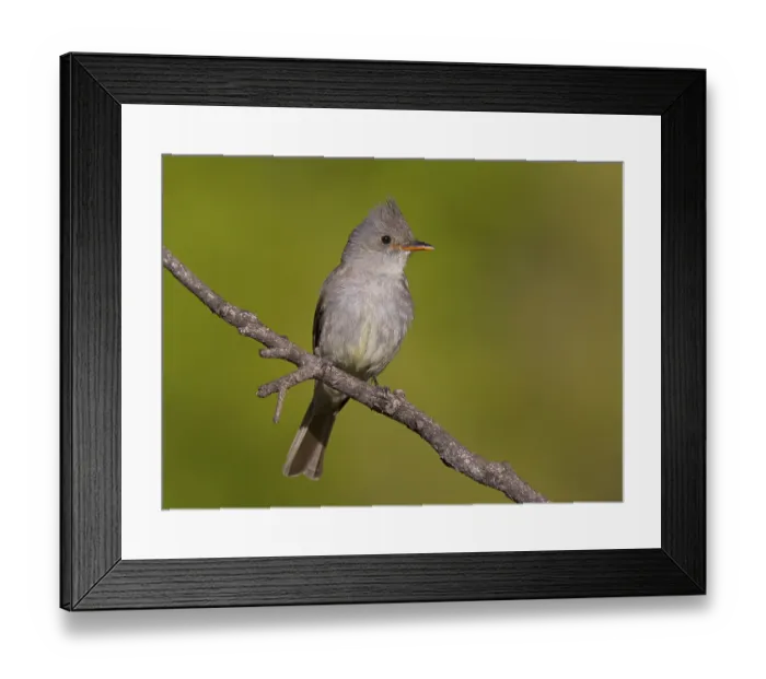 Framed Print : Greater Pewee (Contopus pertinax)