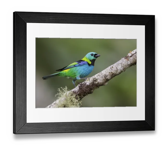Framed Print : Green-headed Tanager (Tangara seledon) perched on a branch in the Atlantic rainforest of southeast Brazil