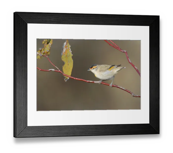 Framed Print : Red-browed Pardalote (Pardalotus rubricatus) Framed Print : Red-browed Pardalote (Pardalotus rubricatus)