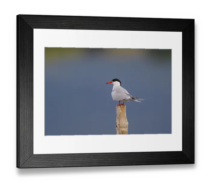 Framed Print : Common Tern (Sterna hirundo), Greece, Europe