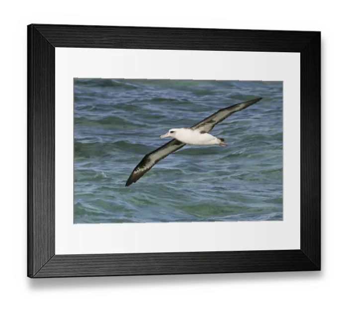 Framed Print : Laysan Albatross (Phoebastria immutabilis)
