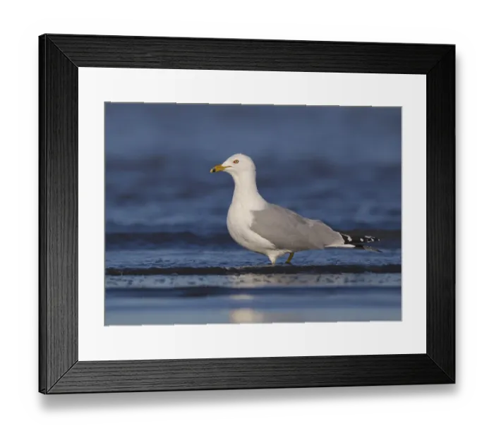 Framed Print : Ring-billed Gull (Larus delawarensis) Framed Print : Ring-billed Gull (Larus delawarensis)
