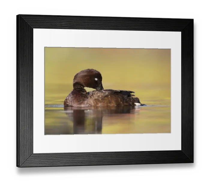 Framed Print : Hardhead (Aythya australis) male Framed Print : Hardhead (Aythya australis) male