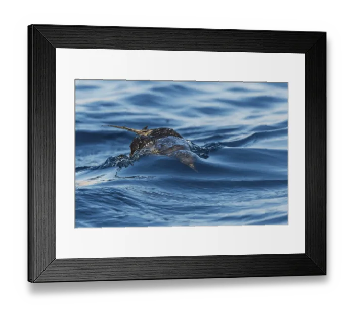 Framed Print : Sooty Shearwater (Ardenna grisea)