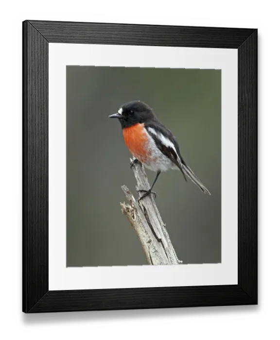 Framed Print : Scarlet Robin (Petroica boodang) male Framed Print : Scarlet Robin (Petroica boodang) male
