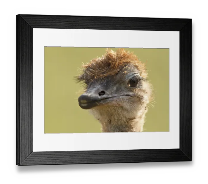 Framed Print : Common Ostrich (Struthio camelus) juvenile Framed Print : Common Ostrich (Struthio camelus) juvenile