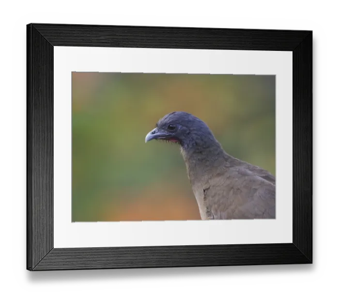 Framed Print : Rufous-vented Chachalaca (Ortalis ruficauda ruficauda)