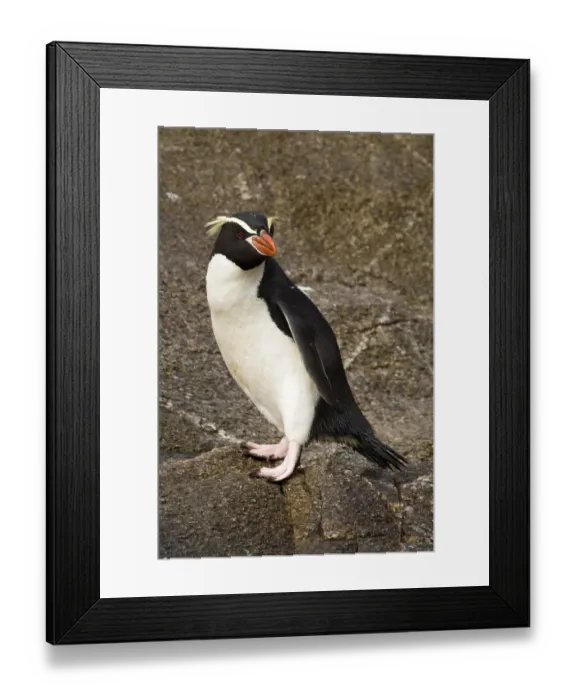 Framed Print : Snares Penguin (Eudyptes robustus)