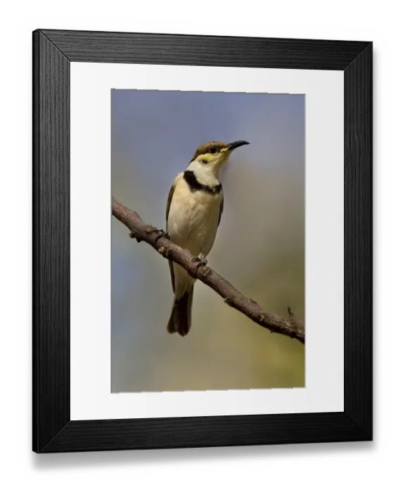 Framed Print : Banded Honeyeater (Cissomela pectoralis) juvenile