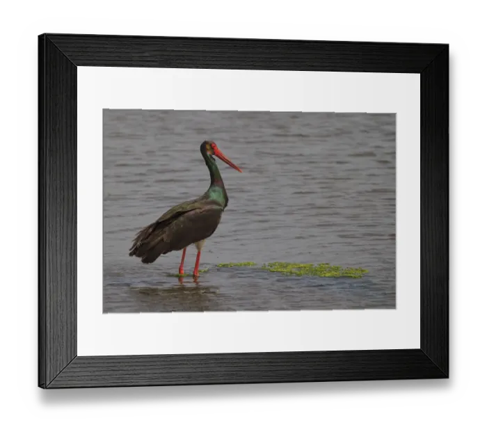 Framed Print : Black Stork (Ciconia nigra) foraging
