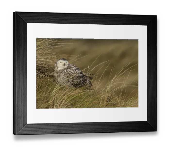Framed Print : Snowy Owl (Bubo scandiacus), Vlieland, Netherlands