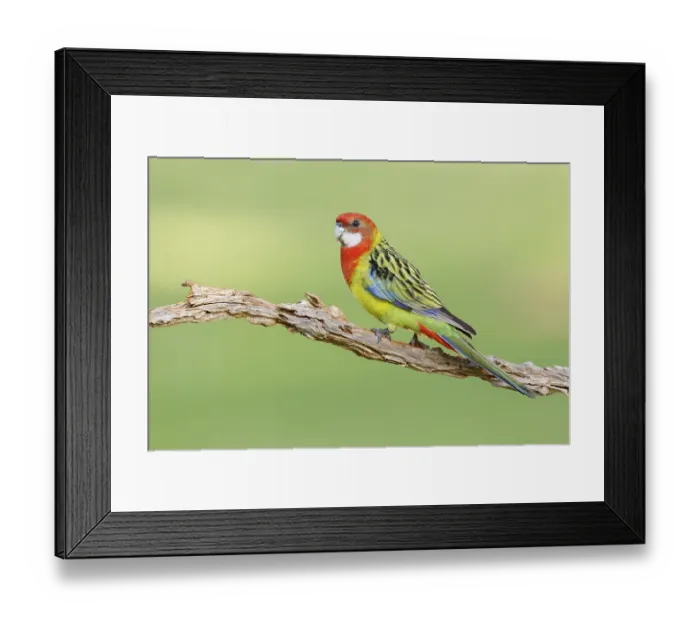 Framed Print : Eastern Rosella (Platycercus eximius)