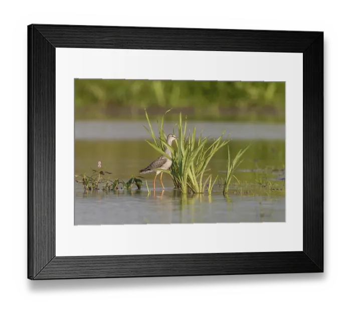Framed Print : Spotted Redshank (Tringa erythropus)