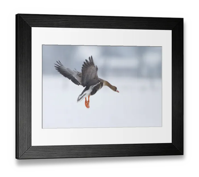 Framed Print : Greater White-fronted Goose (Anser albifrons) flying