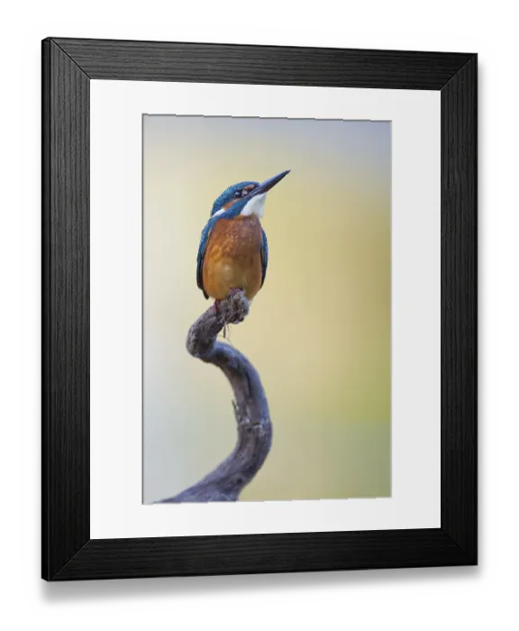Framed Print : Common Kingfisher (Alcedo atthis) juvenile male
