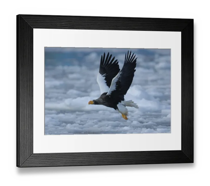 Framed Print : Steller's Sea Eagle (Haliaeetus pelagicus) flying