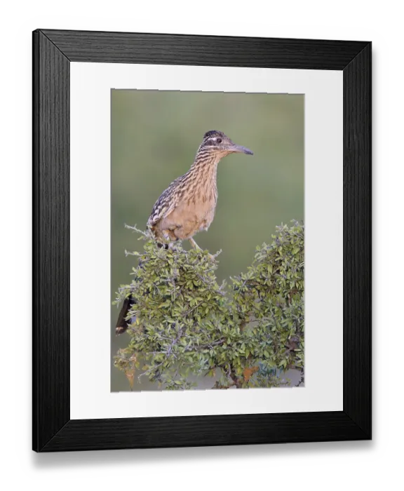 Framed Print : Greater Roadrunner (Geococcyx californianus) perched on a branch in southern Arizona