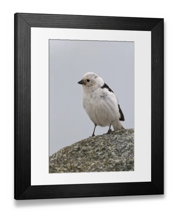 Framed Print : Snow Bunting (Plectrophenax nivalis) male