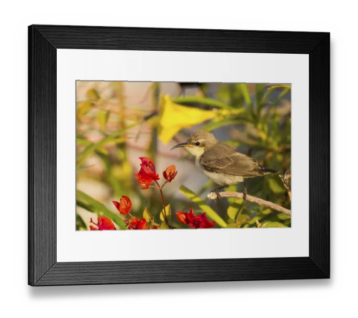 Framed Print : Purple Sunbird (Cinnyris asiaticus) female