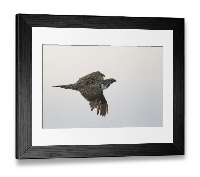 Framed Print : Sage Grouse (Centrocercus urophasianus) male flying Framed Print : Sage Grouse (Centrocercus urophasianus) male flying