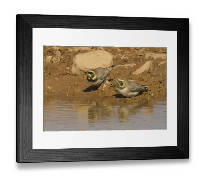 Framed Print : Horned Lark (Eremophila alpestris)