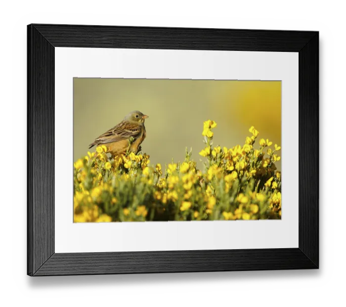Framed Print : Ortolan Bunting (Emberiza hortulana) male Framed Print : Ortolan Bunting (Emberiza hortulana) male