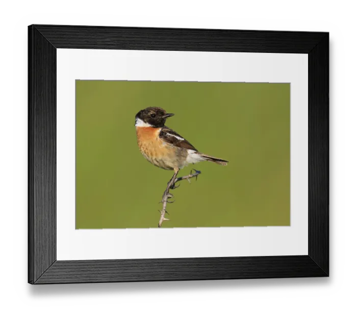 Framed Print : European Stonechat (Saxicola rubicola) male Framed Print : European Stonechat (Saxicola rubicola) male