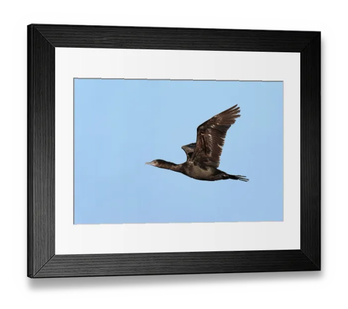 Framed Print : Little Black Cormorant (Phalacrocorax sulcirostris) flying