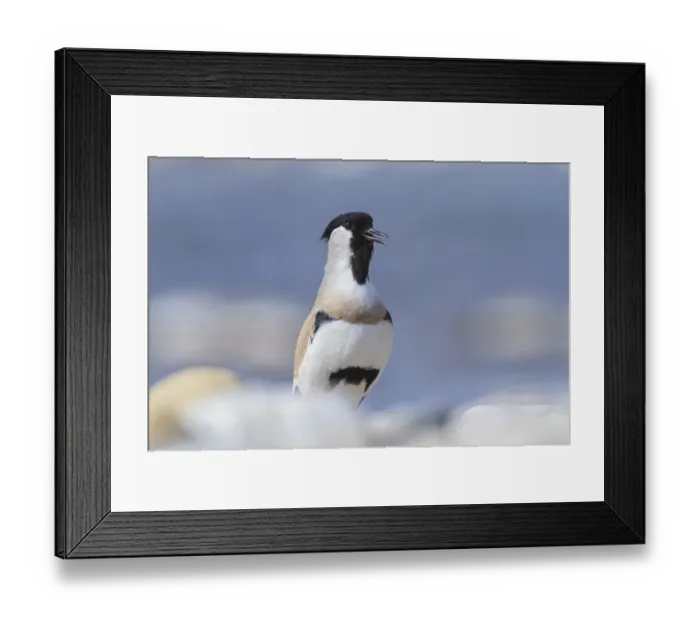 Framed Print : River Lapwing (Vanellus duvaucelii)