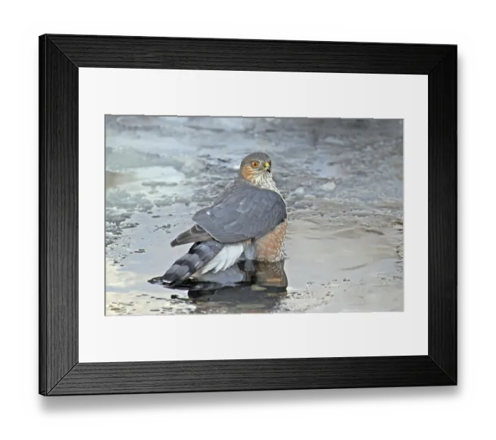 Framed Print : Sharp-shinned Hawk (Accipiter striatus) bathing