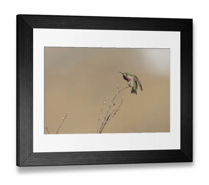 Framed Print : Calliope Hummingbird (Selasphorus calliope) male