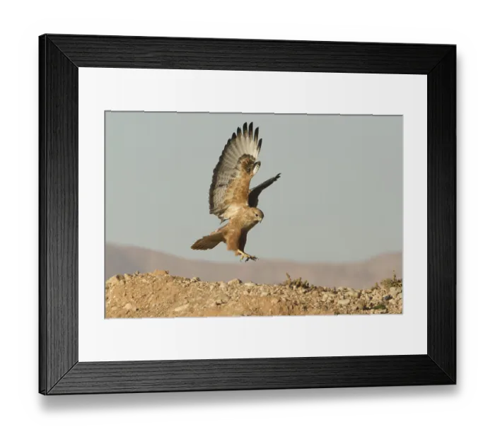 Framed Print : Long-legged Buzzard (Atlas) (Buteo rufinus cirtensis) flying