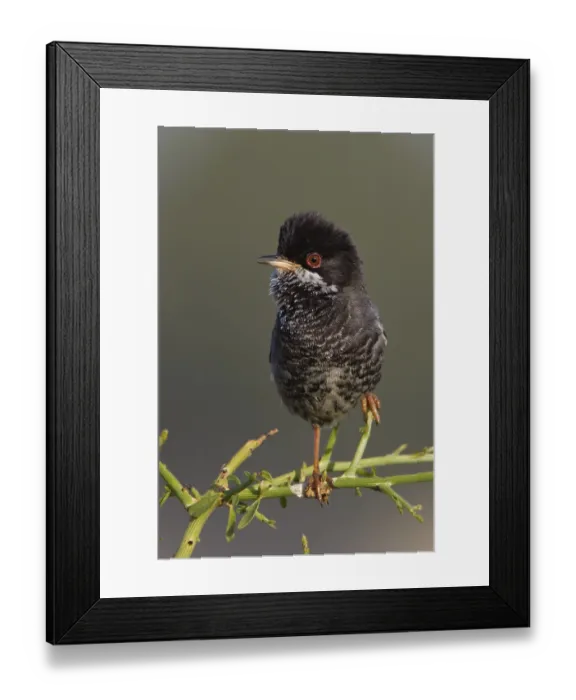 Framed Print : Cyprus Warbler (Sylvia melanothorax) male