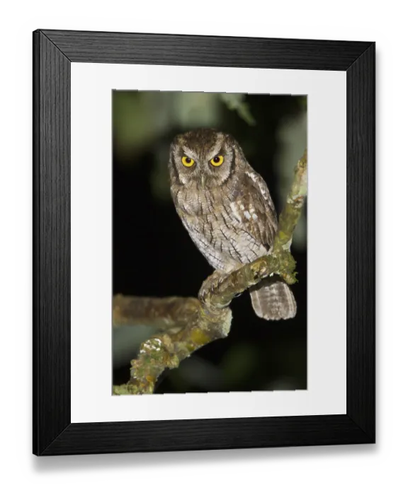 Framed Print : Tropical Screech Owl (Megascops choliba)