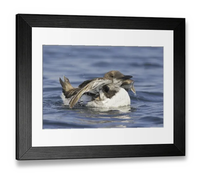 Framed Print : Common Murre (Uria aalge), Newfoundland Framed Print : Common Murre (Uria aalge), Newfoundland