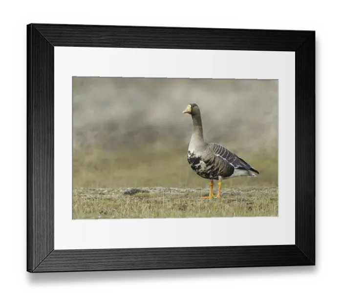 Framed Print : Greater White-fronted Goose (Anser albifrons)