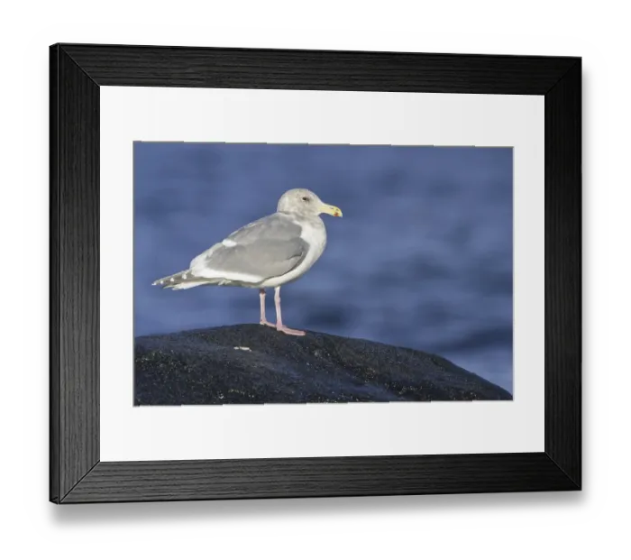 Framed Print : Glaucous-winged Gull (Larus glaucescens)